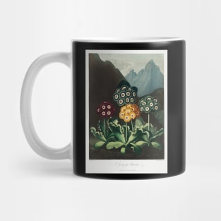 A group of Auriculas Mug